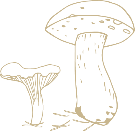 champignons