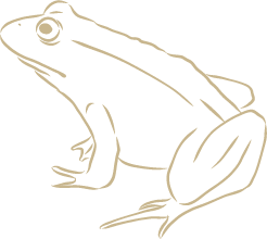 grenouille
