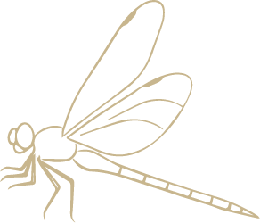 libellule