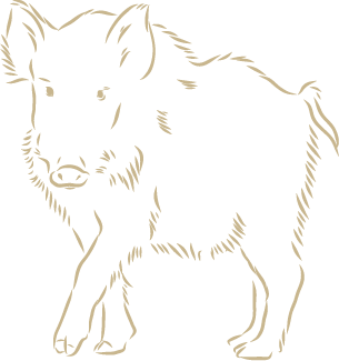 sanglier