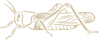 sauterelle